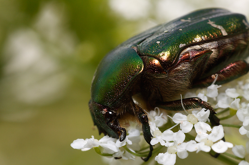 Green Chafer Beetle (Protaetia cuprea)