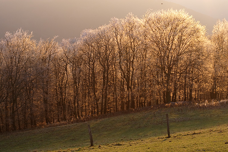 Golden Trees