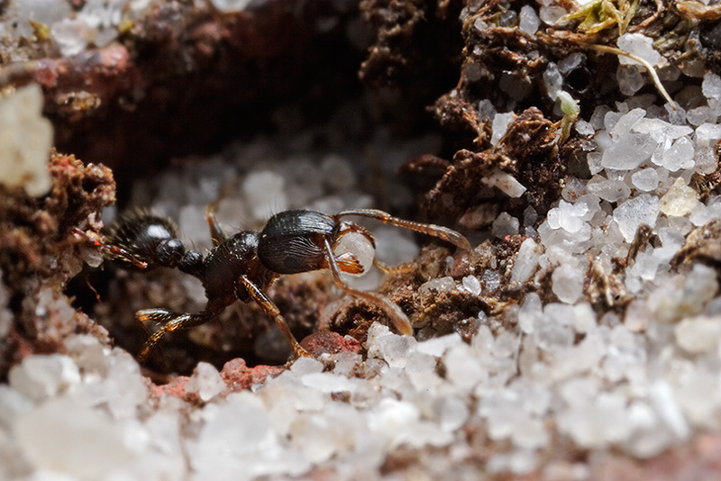 Pavement Ant carrying sand