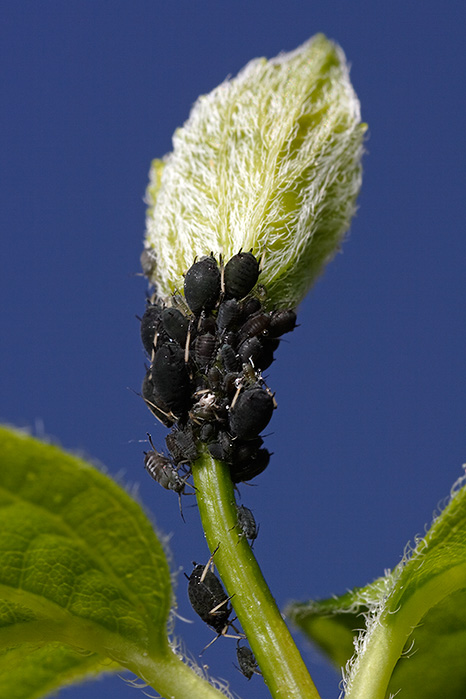 Aphids against a blue sky