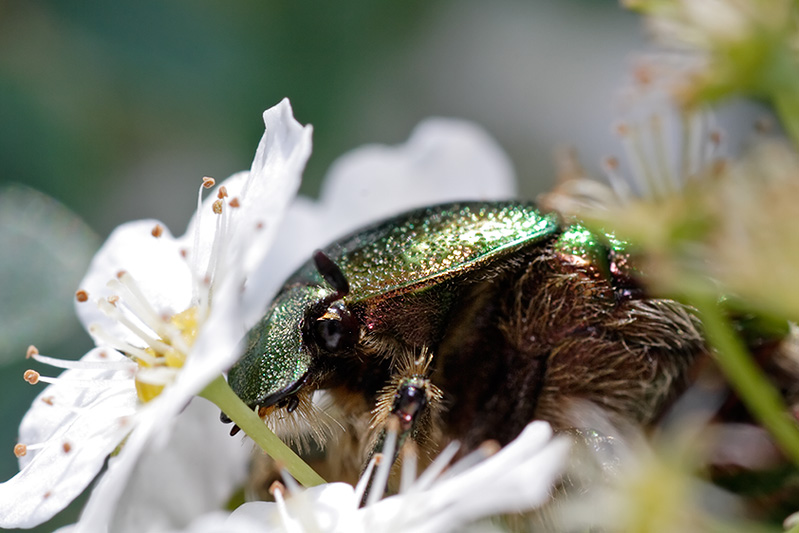 Metallic Green Chafer Beetle