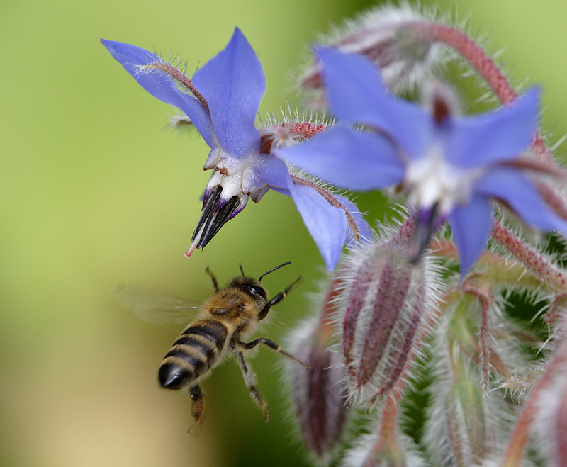 Honey bee acrobatics (Apis mellifera)