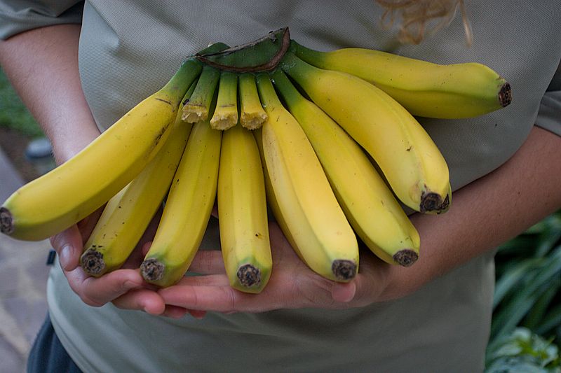 The best bananas in the world