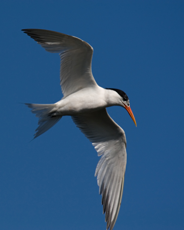 CaspianTern_7419.jpg