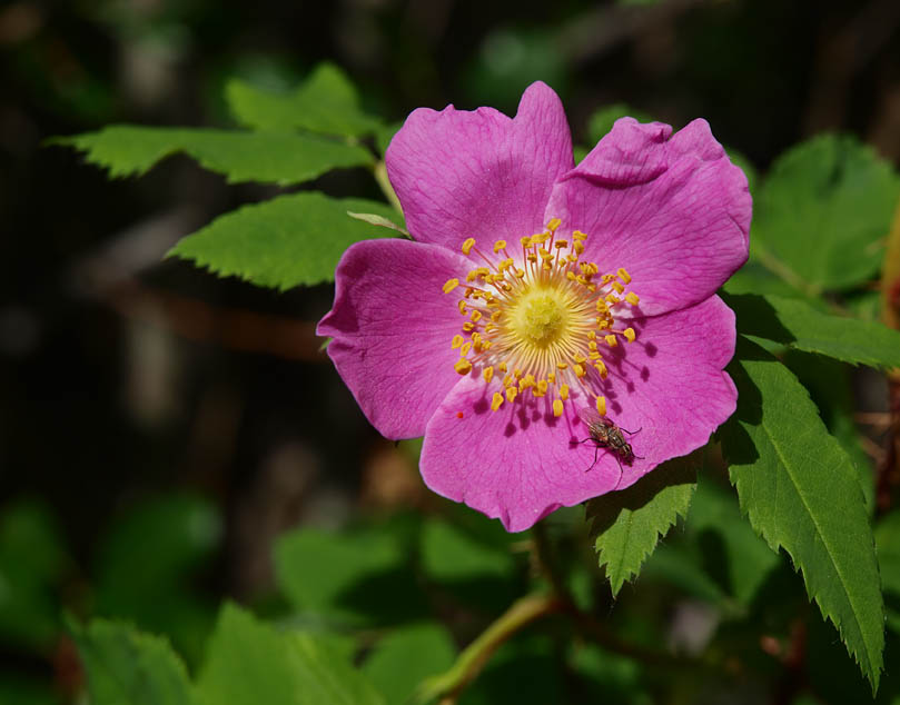 The Wild Rose - Albertas FLower
