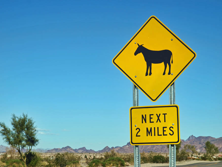 Watch out for Burros in Lake Havasu City