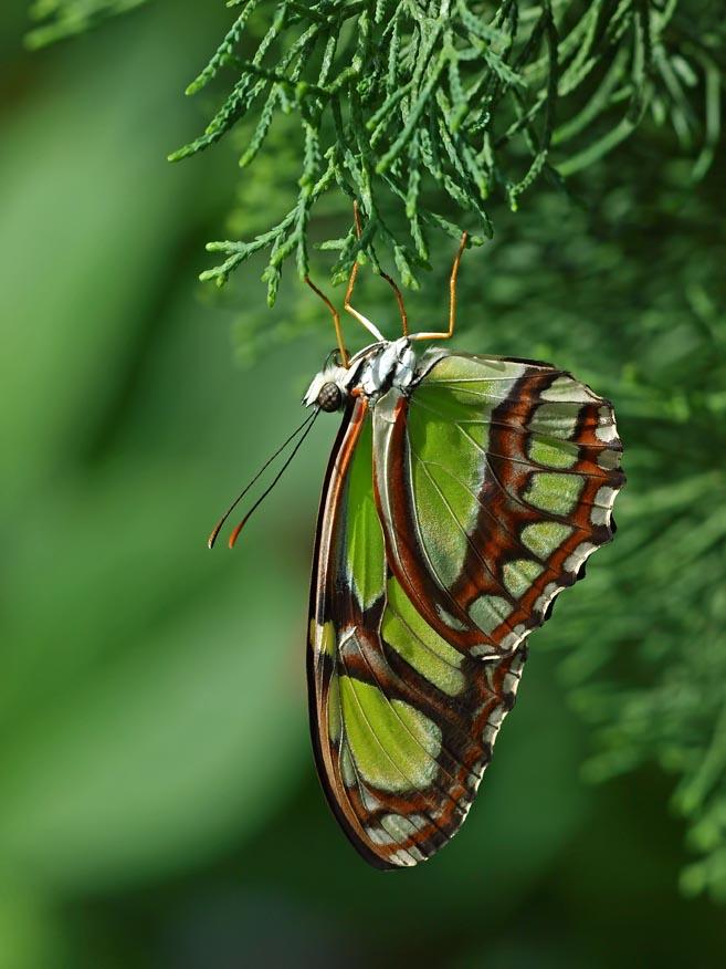 Green Triangle (Philaethria dido)