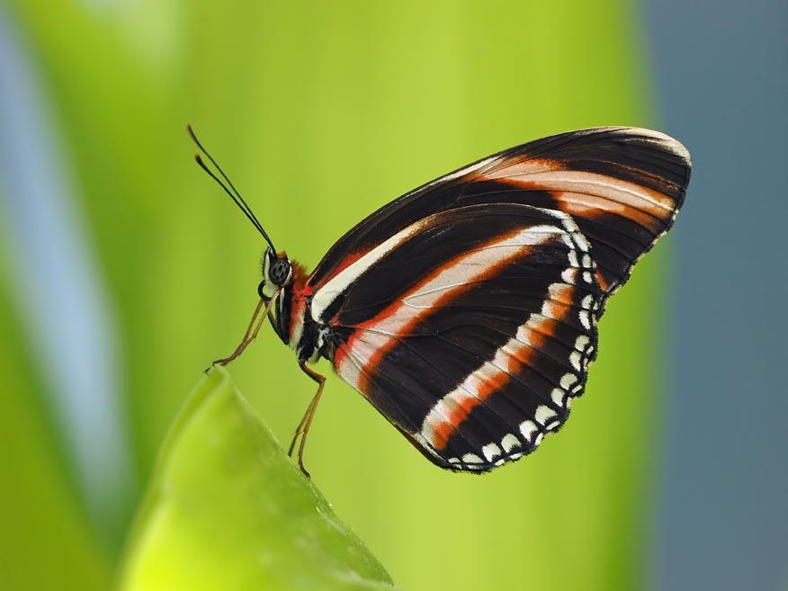 Orange Banded Heliconian (Dryadula phaetusa)