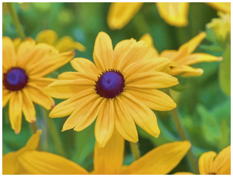 Black-eyed Susan (watercolour)