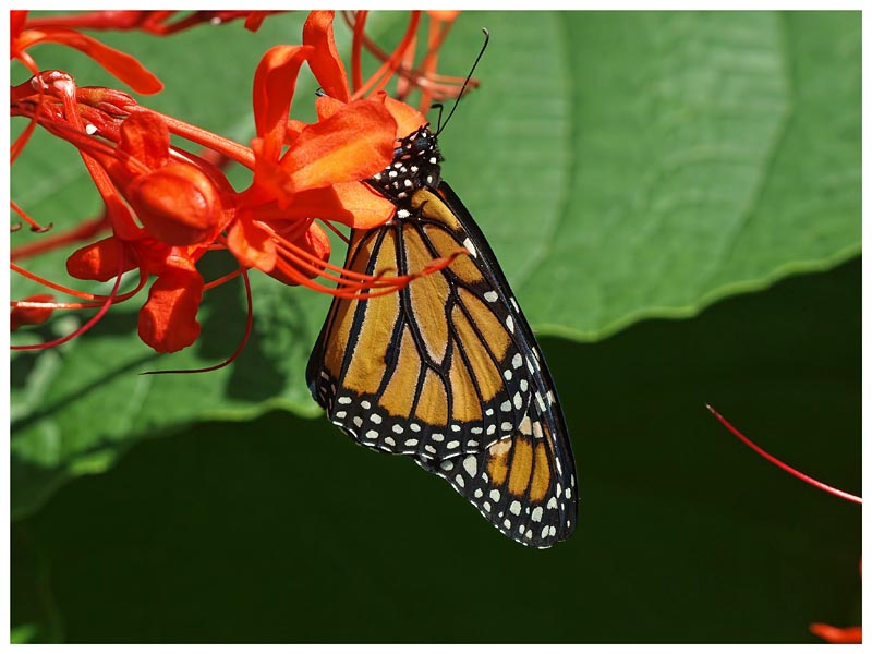 Monarch - female
