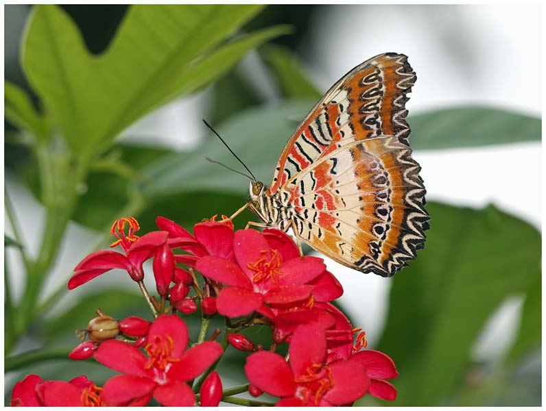 Leopard Lacewing