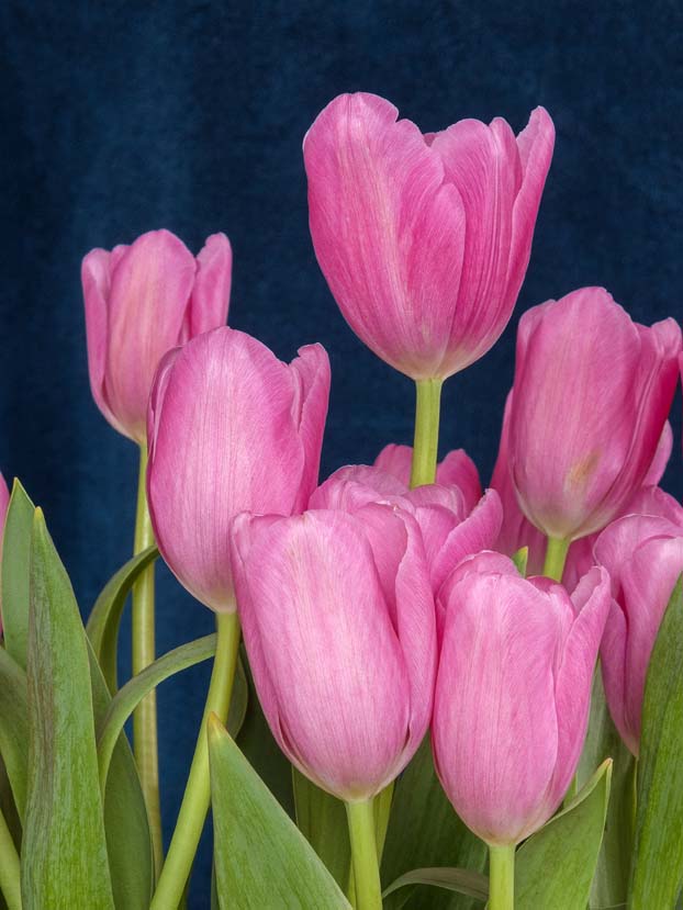 Pink Tulips