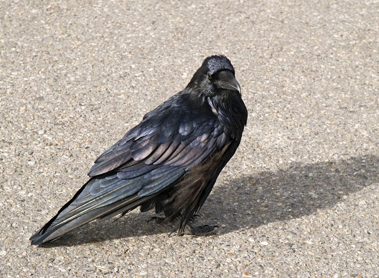 Raven