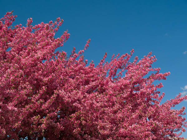 Pink & Blue - Spring