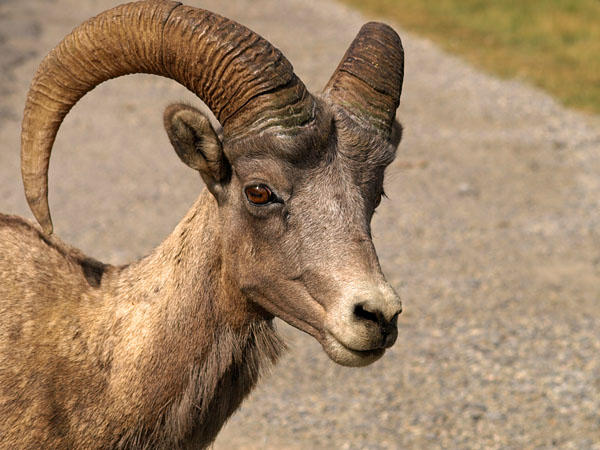 Bighorn Sheep Ram Portrait