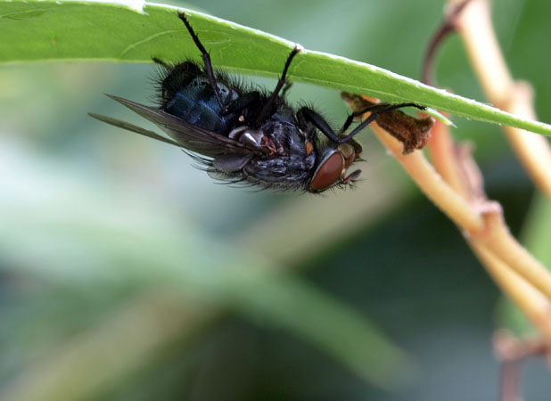 Fly