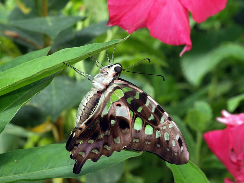 Green Spotted Triangle