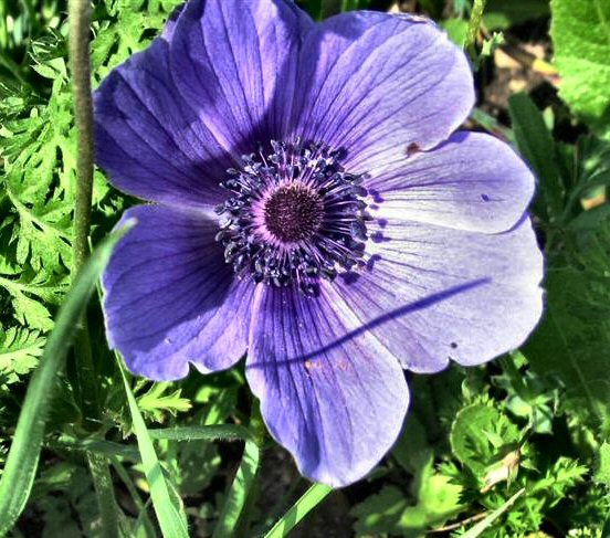 Anemone coronaria - Purple Windflower - Kalanit Sgula (Hebrew).JPG