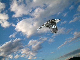 flight_of_the_kookaburra.jpg