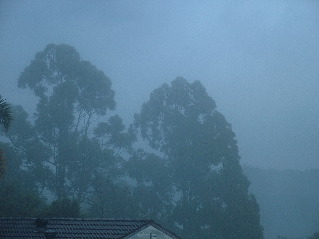 C87 /two Eucalypts/August 2007