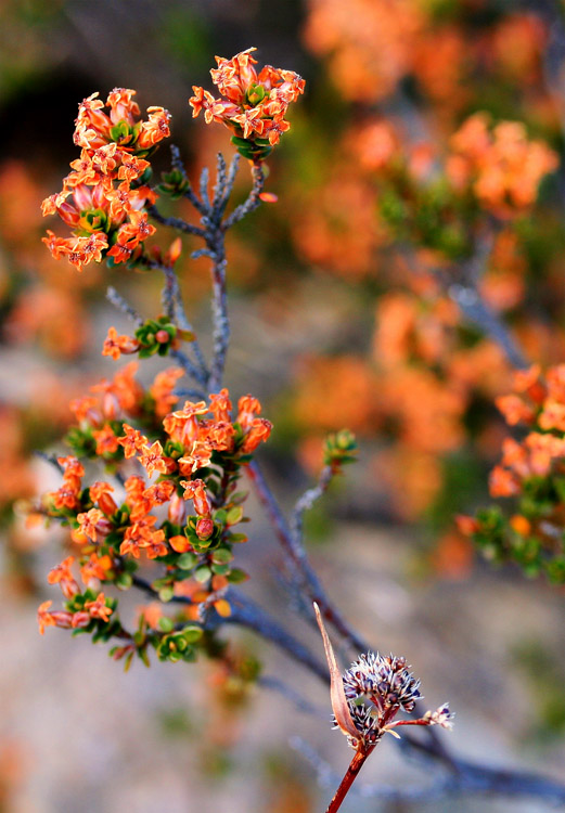 o6/82/586882/1/109818051.Pxxo0run.FlowerCluster.jpg