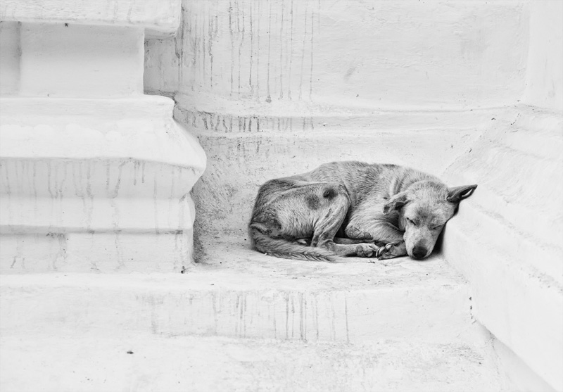 temple dog