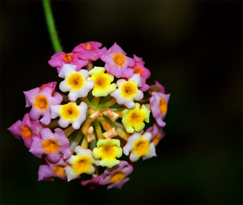 Cluster