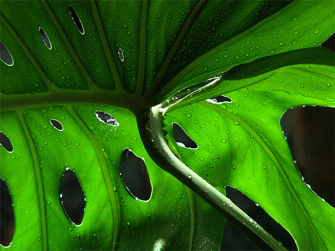 a touch of green<br>15-03-2007