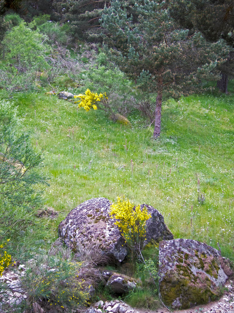 Piornos en Hoyos del Espino