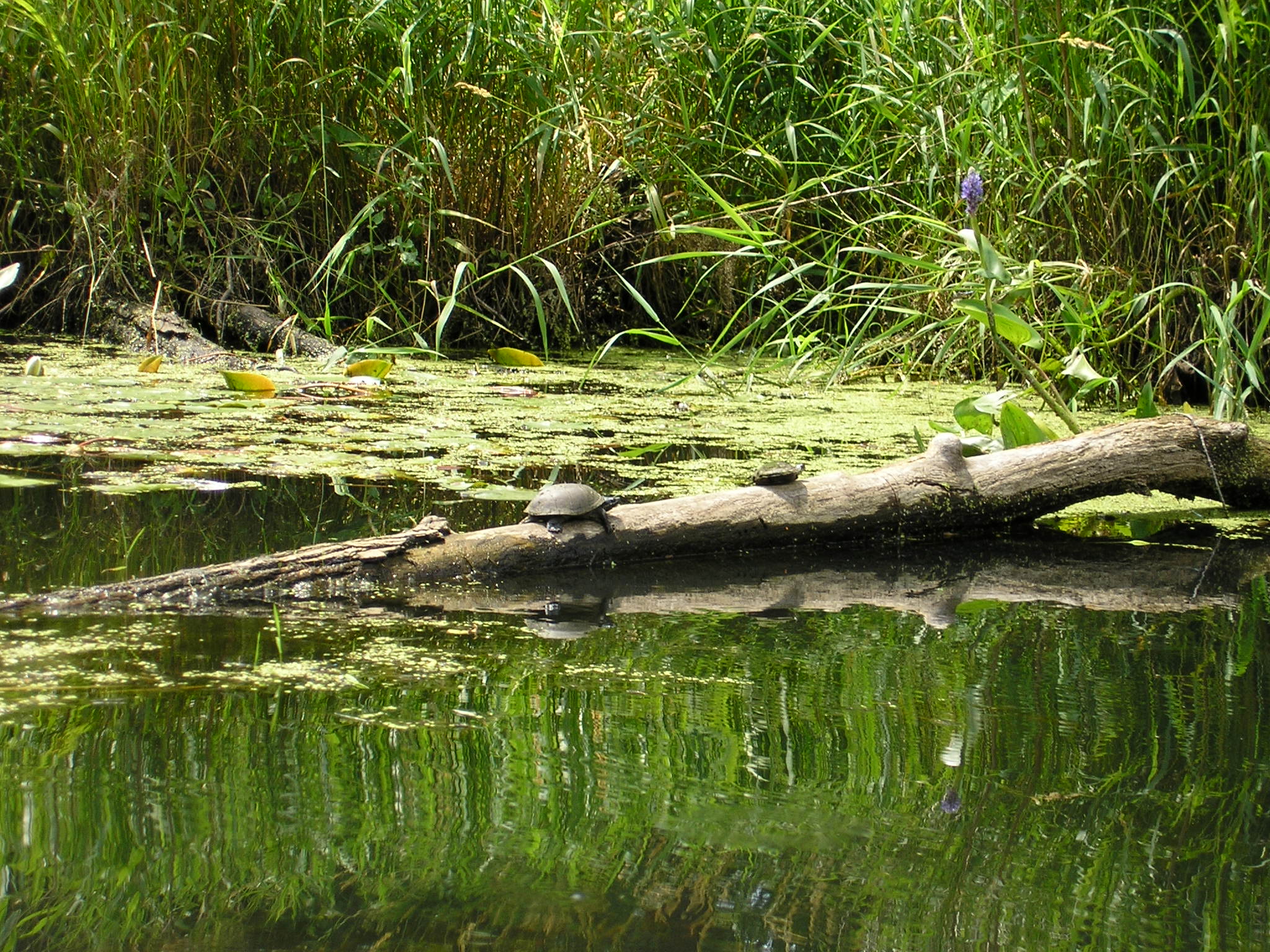 Turtles