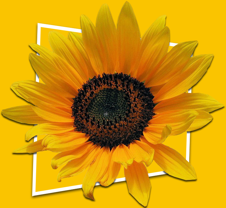 Sunflowers 27