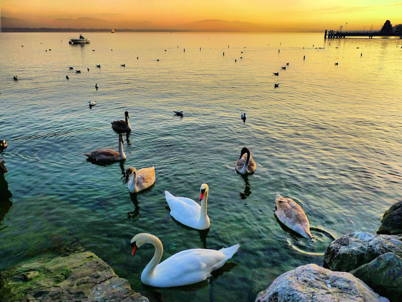 Swans sunset