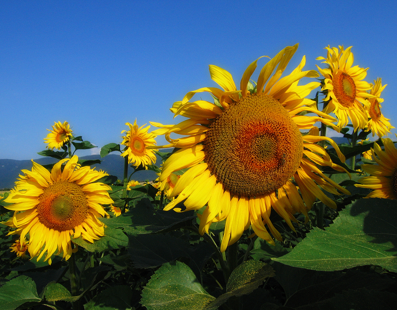 Sunflowers don't need any caption...