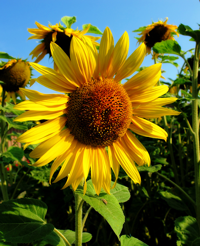 Sunflowers 53