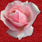 rose button.jpg