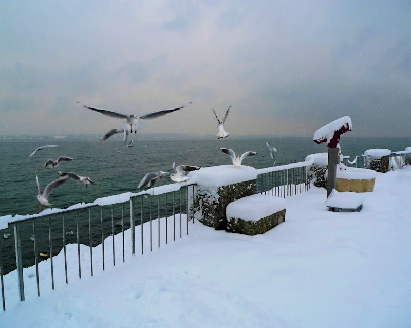 Winter dance of lakegulls...