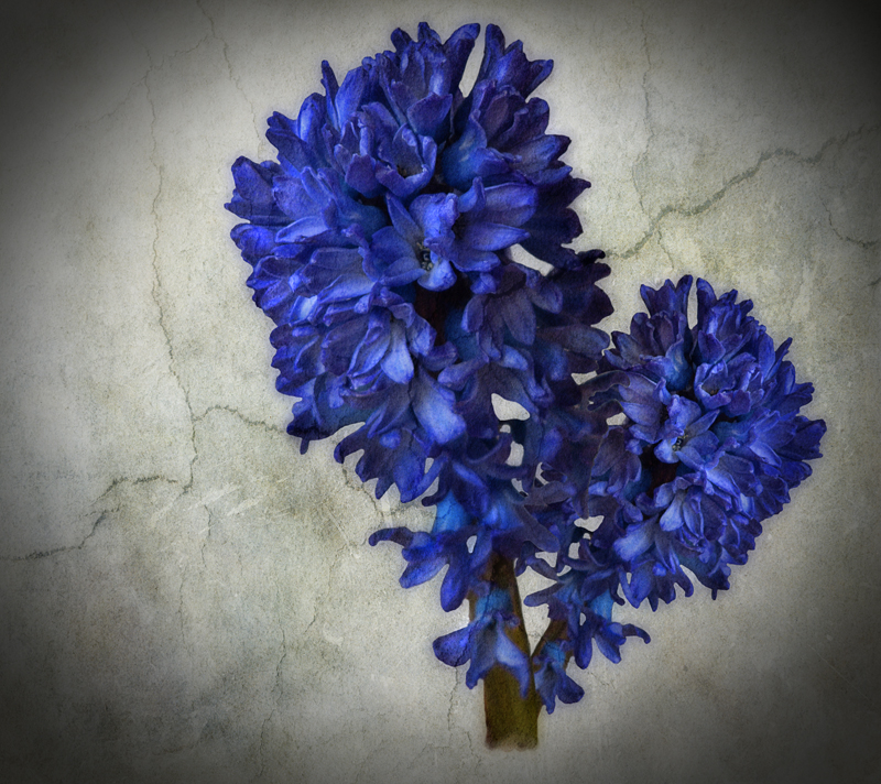 Hyacinths...