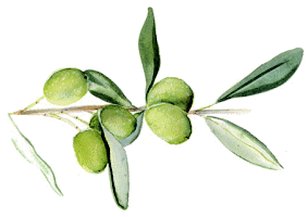 olives.gif