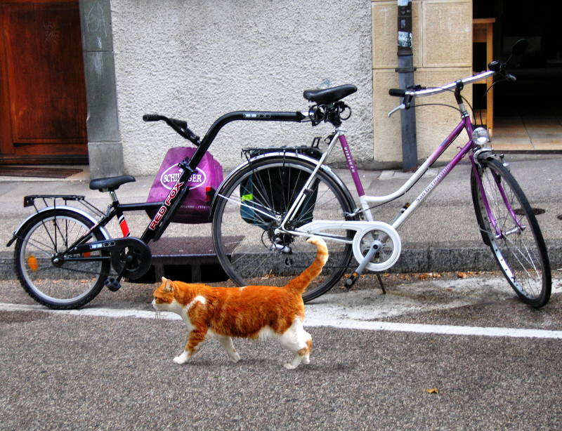 Cats have not any liking for tandems...