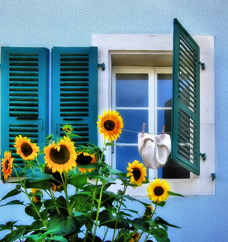 The windows which had a secret affair with sunflowers...