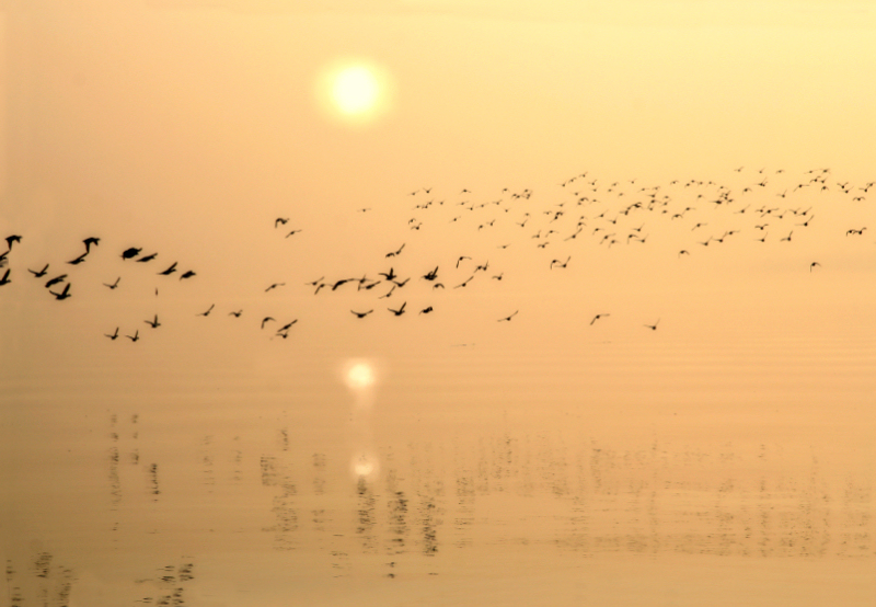 Zen little symphony for mist and ducks