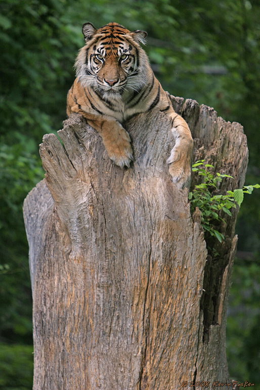 TIGER ON A STUMP