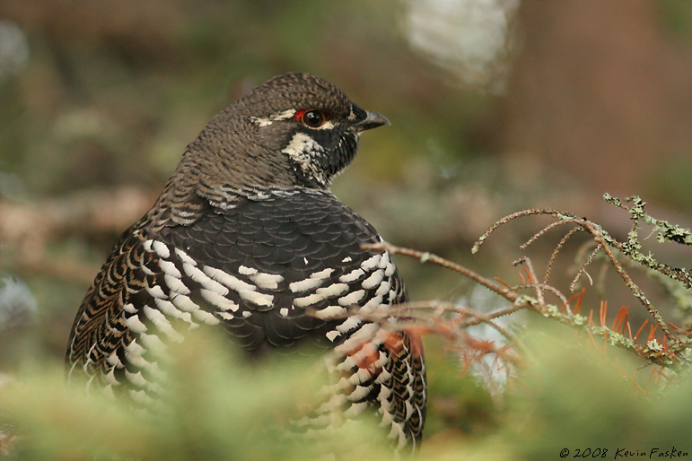 SPRUCE GROUSE