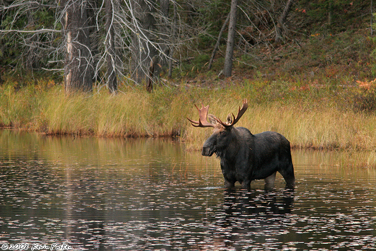 FALL BULL IN WATER