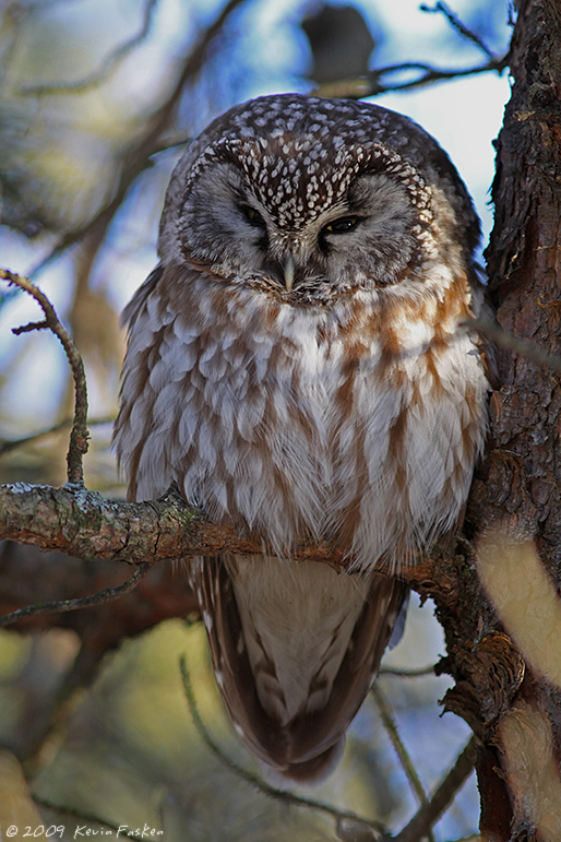 SLEEPY BOREAL