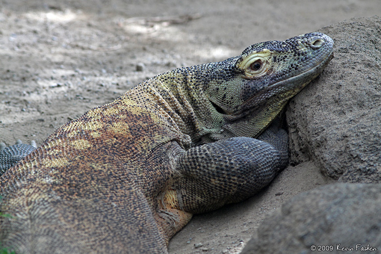 KOMODO CLOSE UP