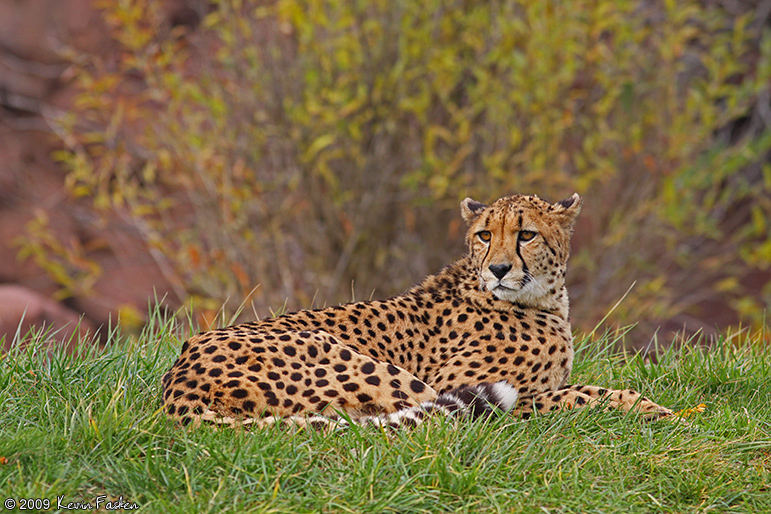 CHEETAH IN GRASS 3