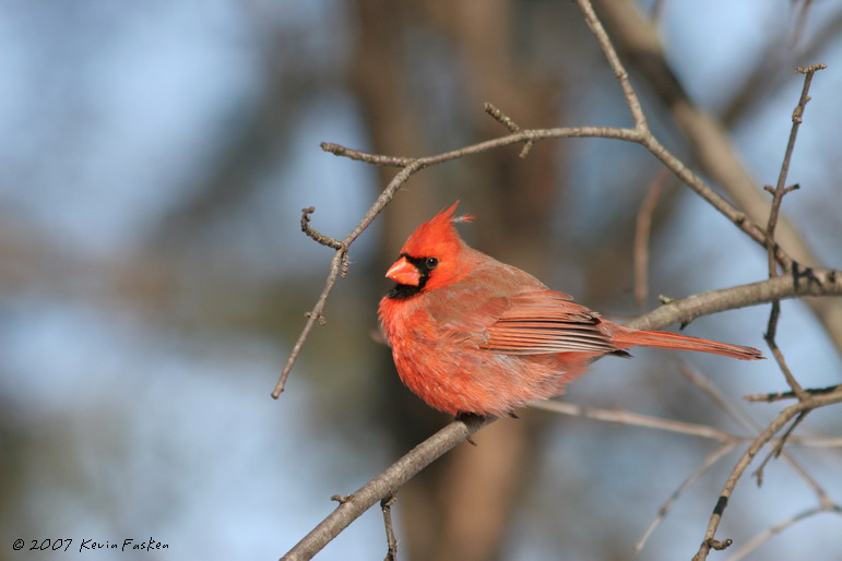 WINTER MALE CARDINAL