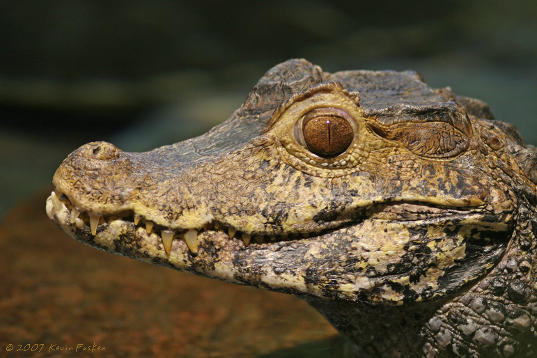 SMALL CROCODILIAN