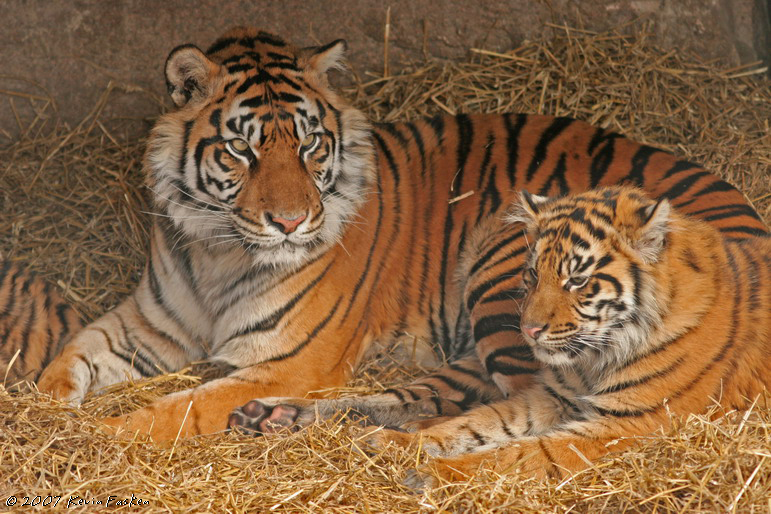 MOTHER AND CUB